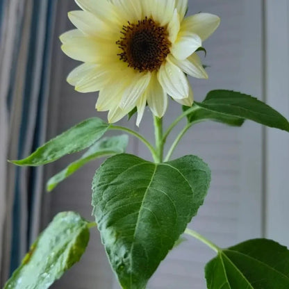White Lover Cut Flower Sunflower Seeds - Verdseeds