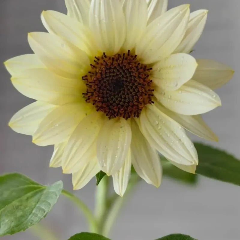 White Lover Cut Flower Sunflower Seeds - Verdseeds