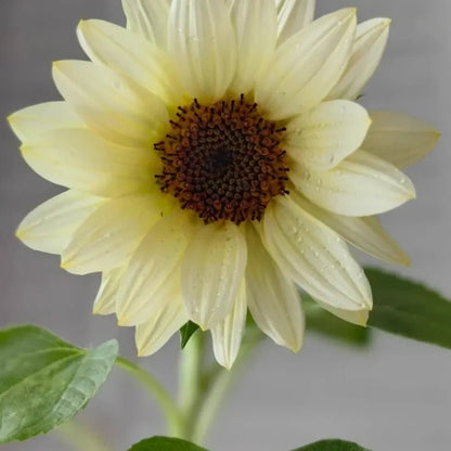 White Lover Cut Flower Sunflower Seeds - Verdseeds