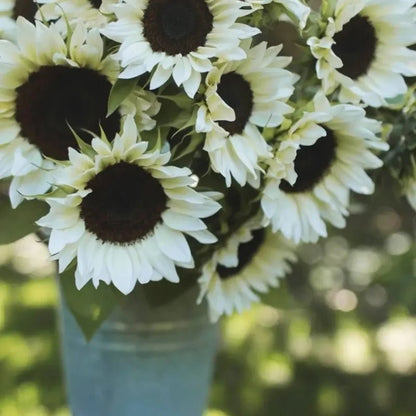 White Lover Cut Flower Sunflower Seeds - Verdseeds