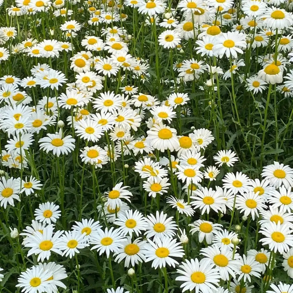 White Medium-sized Daisy Seeds - Verdseeds