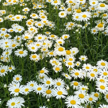 White Medium-sized Daisy Seeds - Verdseeds