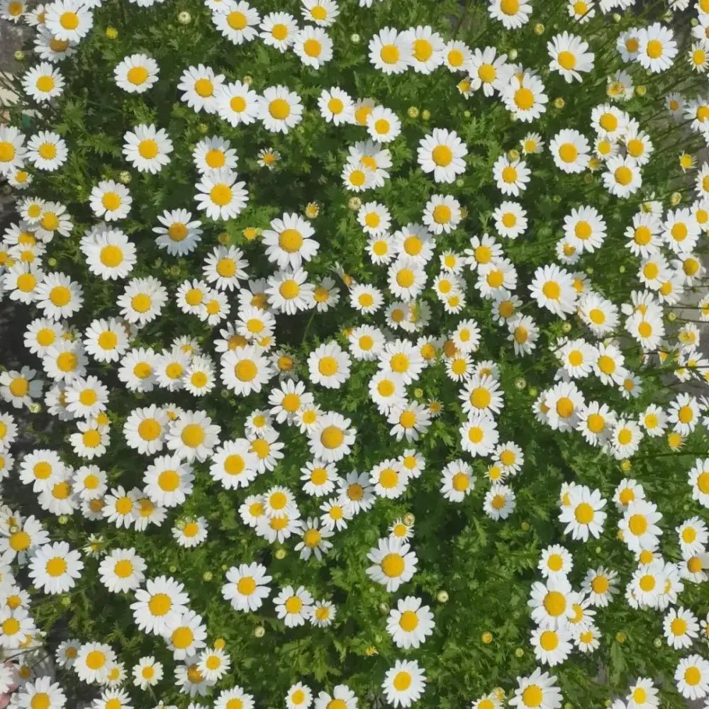 White Medium-sized Daisy Seeds - Verdseeds
