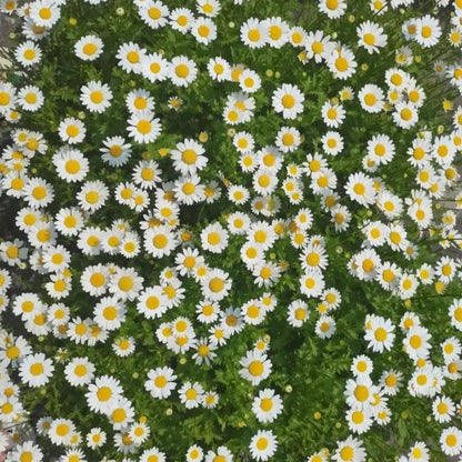 White Medium-sized Daisy Seeds - Verdseeds