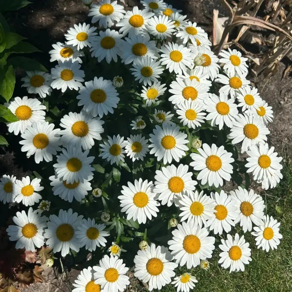 White Medium-sized Daisy Seeds - Verdseeds