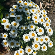 White Medium-sized Daisy Seeds - Verdseeds