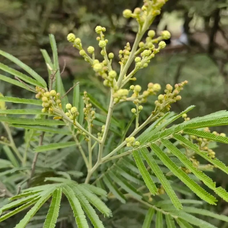 White Mimosa Tree Seeds - Verdseeds