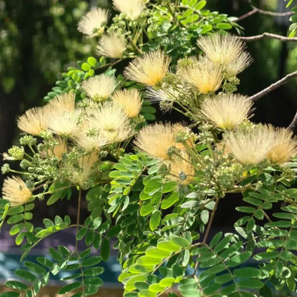 White Mimosa Tree Seeds - Verdseeds