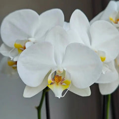 White Moth Orchid Seeds - Verdseeds