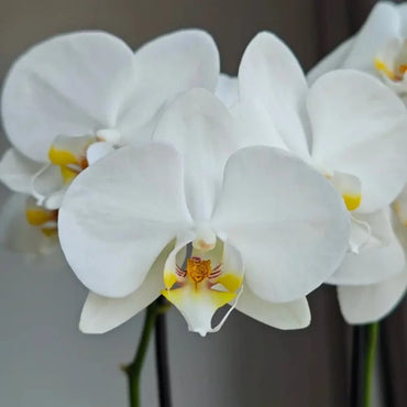 White Moth Orchid Seeds - Verdseeds