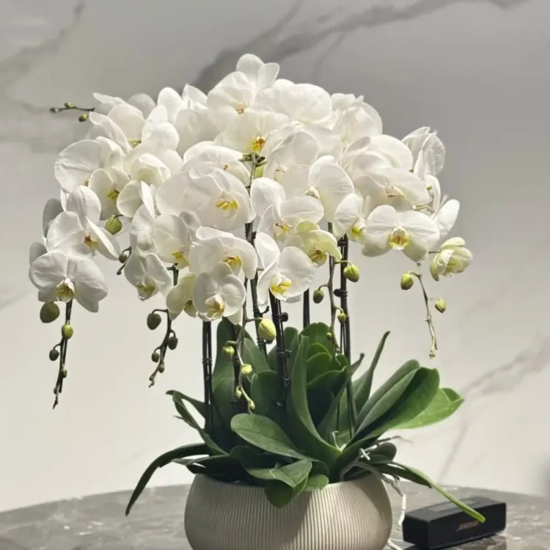 White Moth Orchid Seeds - Verdseeds