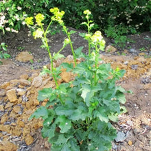 White Mustard Seeds - Verdseeds