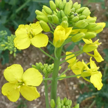 White Mustard Seeds - Verdseeds