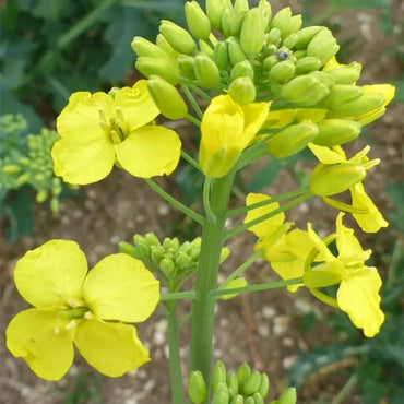 White Mustard Seeds - Verdseeds