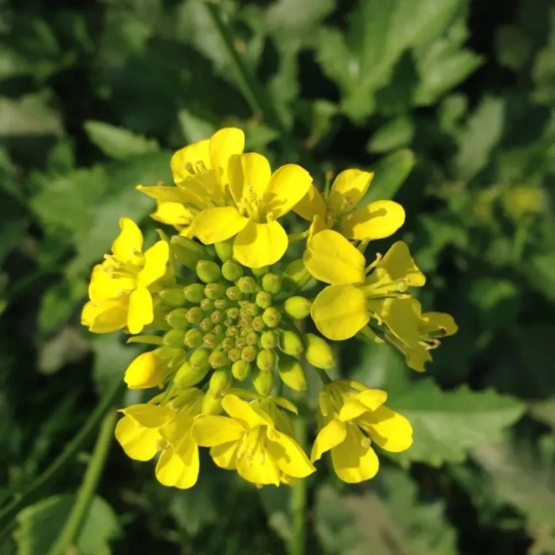 White Mustard Seeds - Verdseeds