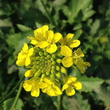 White Mustard Seeds - Verdseeds
