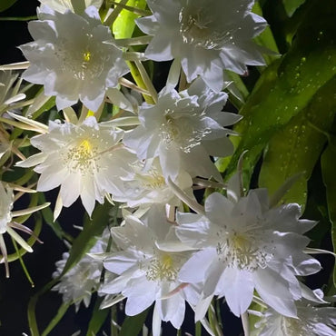 White Night-Blooming Cereus Seeds - Verdseeds