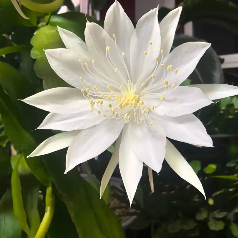White Night-Blooming Cereus Seeds - Verdseeds