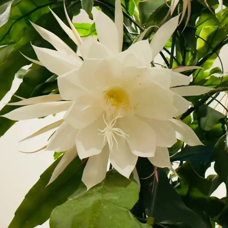 White Night-Blooming Cereus Seeds - Verdseeds