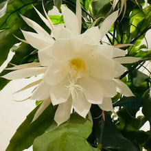 White Night-Blooming Cereus Seeds - Verdseeds