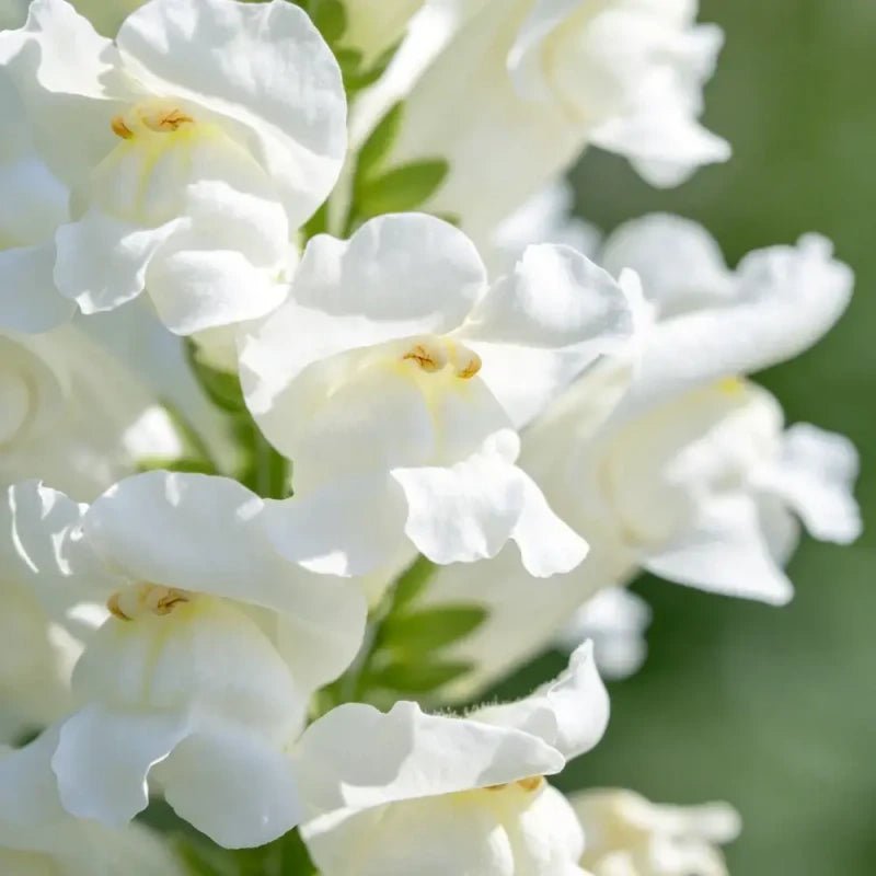 White Obedient Plant Seeds - Verdseeds