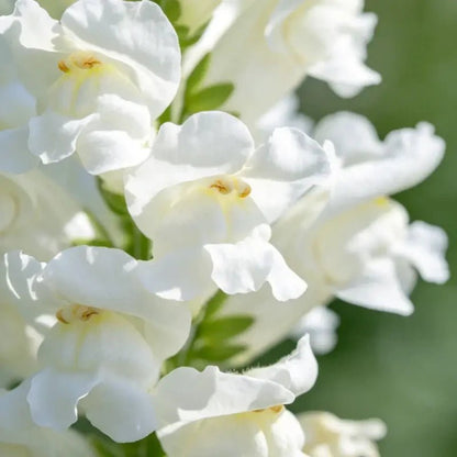 White Obedient Plant Seeds - Verdseeds