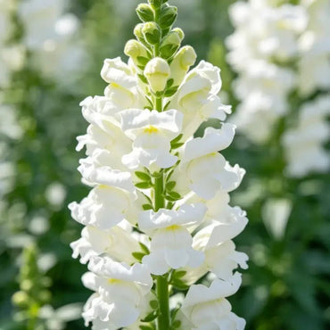 White Obedient Plant Seeds - Verdseeds