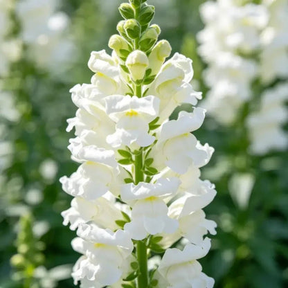 White Obedient Plant Seeds - Verdseeds