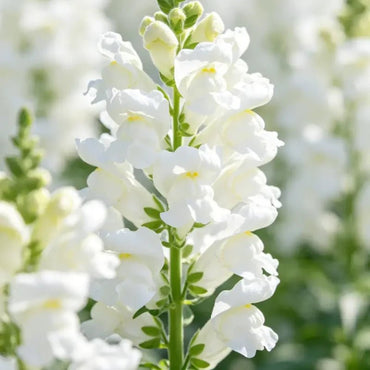 White Obedient Plant Seeds - Verdseeds