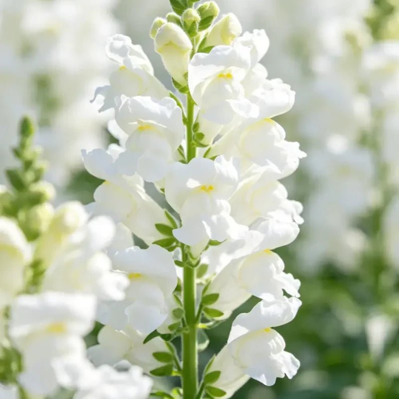White Obedient Plant Seeds - Verdseeds
