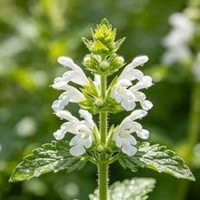 White Orchid Fragrance Seeds - Verdseeds