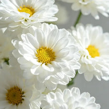 White Painted Daisy Seeds - Verdseeds