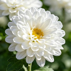 White Painted Daisy Seeds - Verdseeds