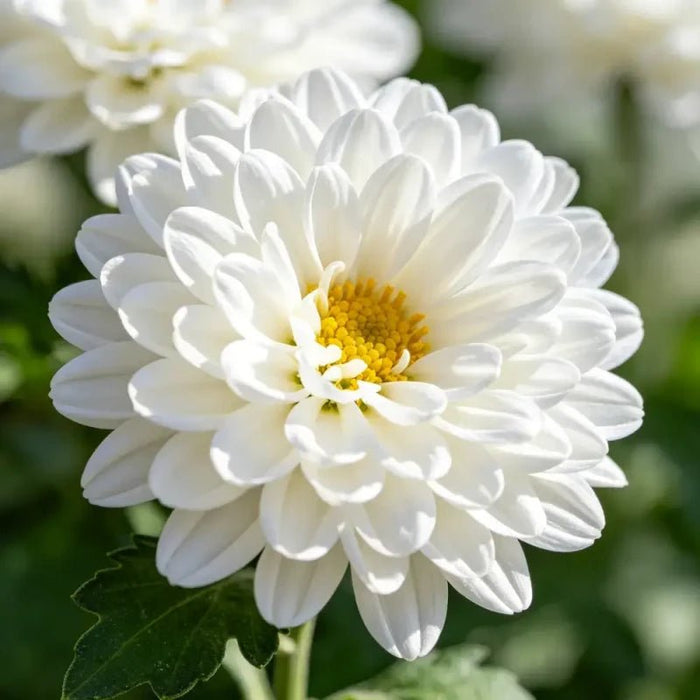 White Painted Daisy Seeds - Verdseeds