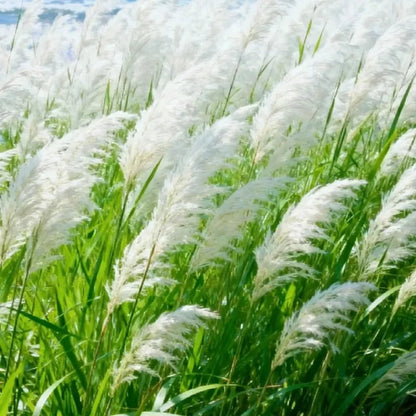 White Pampas Grass Seeds - Verdseeds