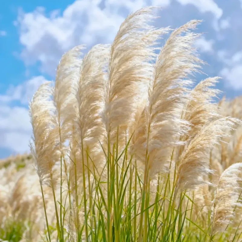 White Pampas Grass Seeds - Verdseeds