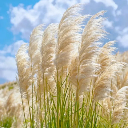 White Pampas Grass Seeds - Verdseeds