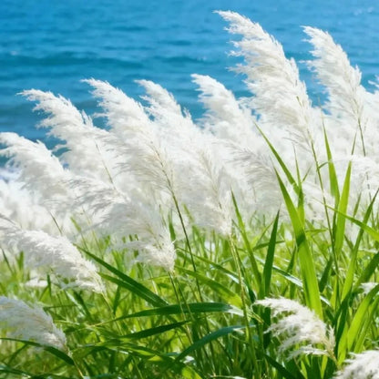 White Pampas Grass Seeds - Verdseeds