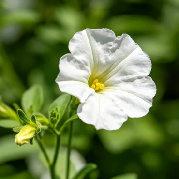 White Petunia Seeds - Verdseeds