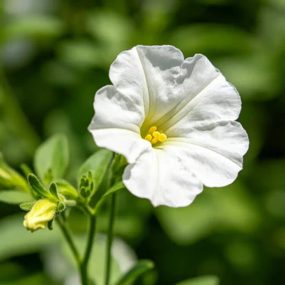White Petunia Seeds - Verdseeds
