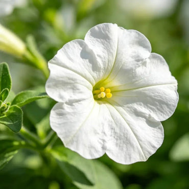 White Petunia Seeds - Verdseeds
