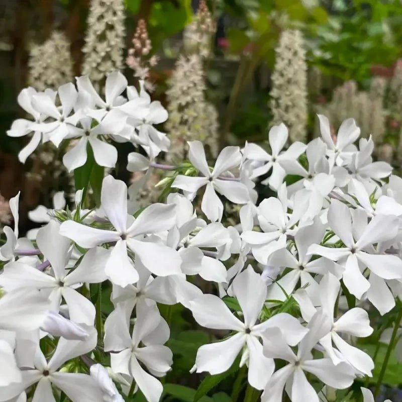 White Phlox Seeds - Verdseeds