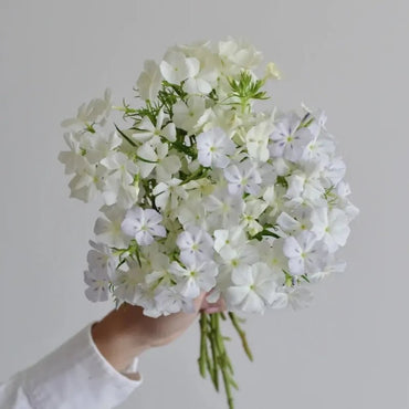 White Phlox Seeds - Verdseeds