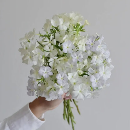 White Phlox Seeds - Verdseeds