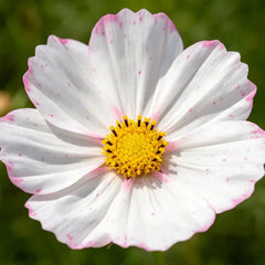 White Pink Dot Cosmos Seeds - Verdseeds