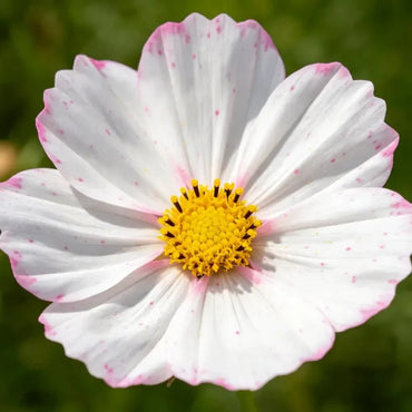 White Pink Dot Cosmos Seeds - Verdseeds