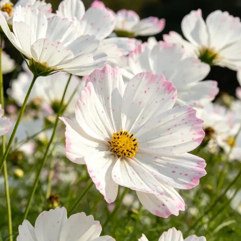 White Pink Dot Cosmos Seeds - Verdseeds