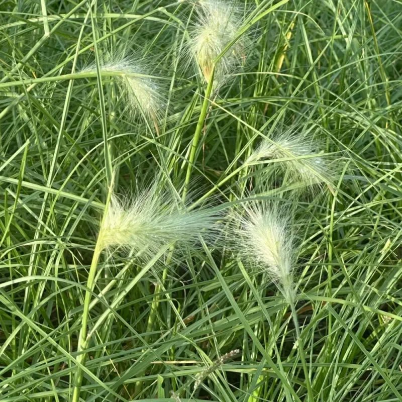 White Plume Fountain Grass Seeds - Verdseeds