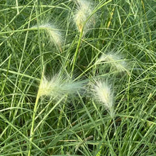 White Plume Fountain Grass Seeds - Verdseeds