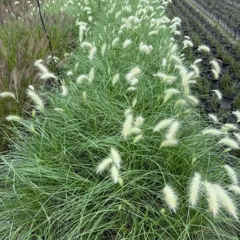 White Plume Fountain Grass Seeds - Verdseeds
